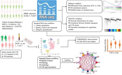 Integrated Single Cell and Bulk RNA-Seq Analysis Revealed Immunomodulatory Effects of Ulinastatin in Sepsis: A Multicenter Cohort Study